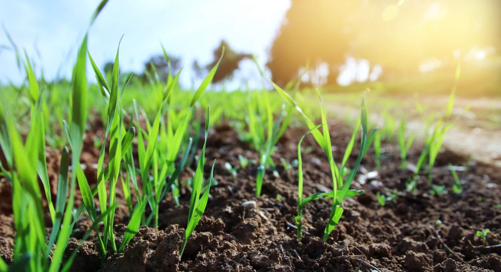 New grass seedlings sprouting from fresh soil during a lawn seeding or overseeding treatment