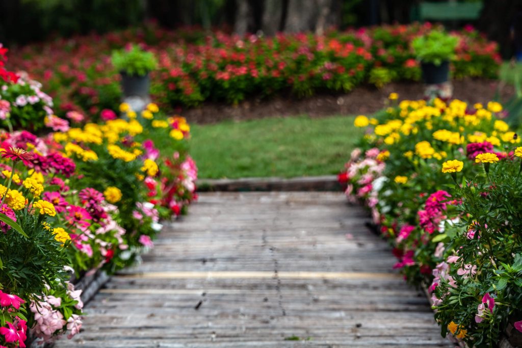 Colorful annual flowers lining a garden walkway as part of a professional planting and softscape design
