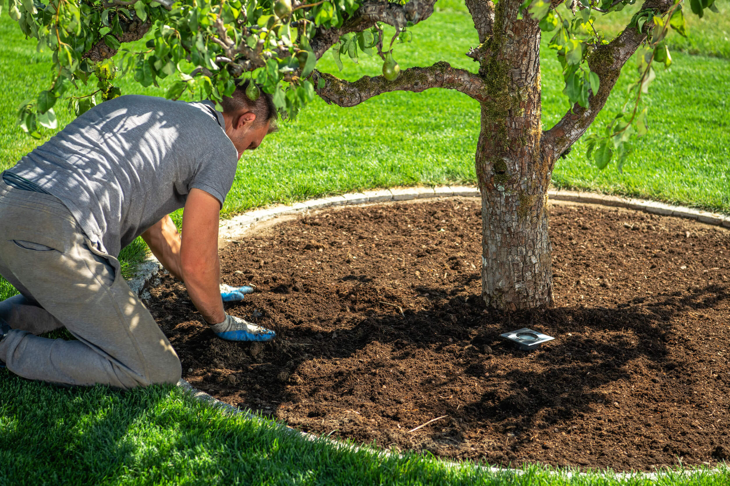 A mature tree with branches being trimmed and shaped for health and curb appeal