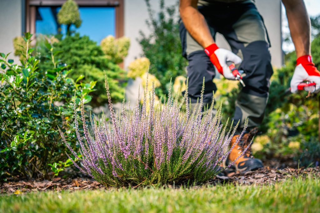 A landscaper weeding and maintaining a garden bed as part of regular property upkeep