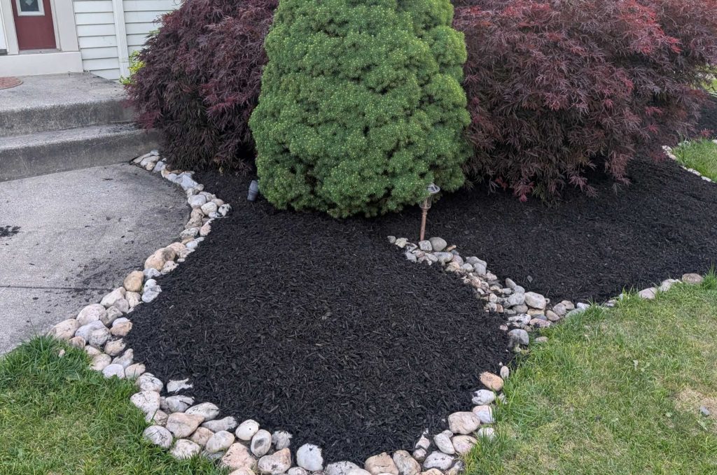A landscaped bed with fresh black mulch around a shrub and decorative stones, creating a neat residential garden edge.