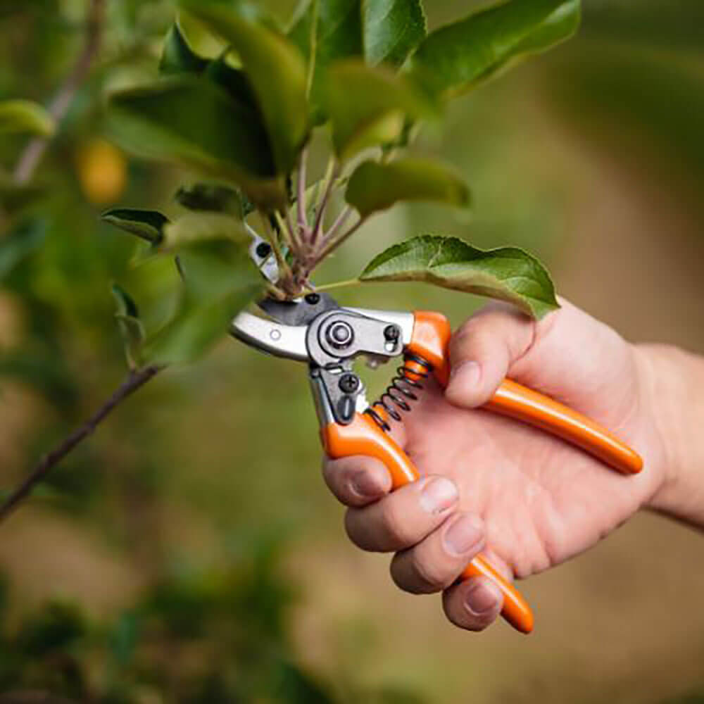Close-up of pruning shears trimming a small branch to keep a tree or shrub healthy